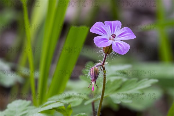 Herb-Robert