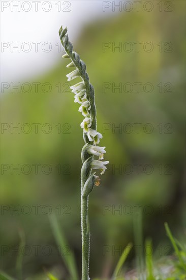 Autumn lady's-tresses