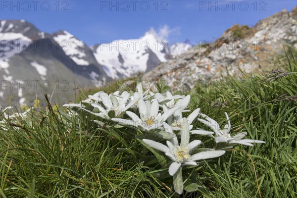 Edelweiss