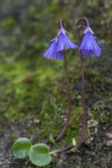 Alpine snowbell