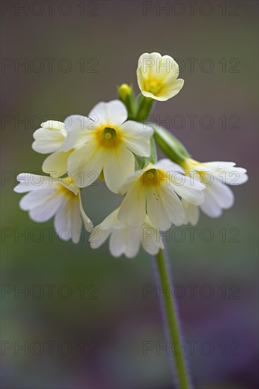 True oxlip