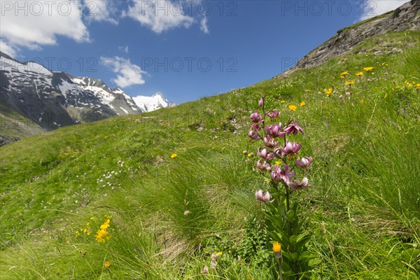 Martagon lily