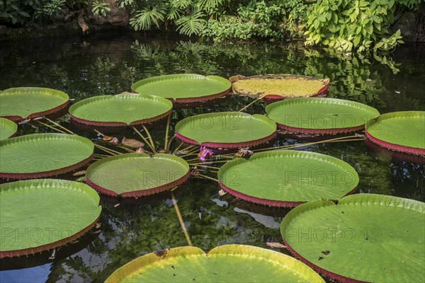 Floating leaves of the giant water lily