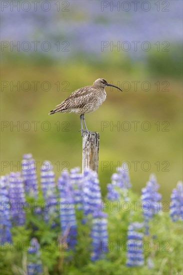 Eurasian whimbrel