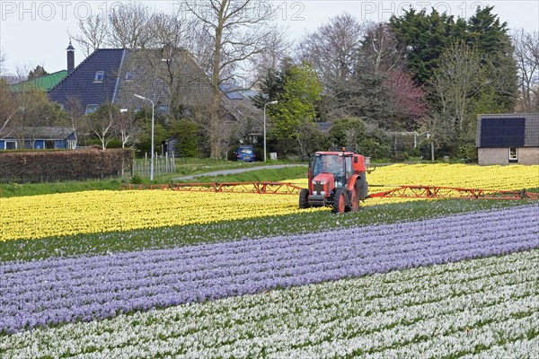 Tractor spraying over colourful tulips and hyacinths in Dutch tulip field in spring near Alkmaar