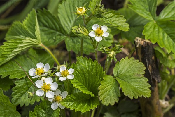 Wild strawberry