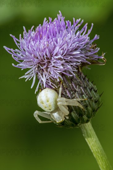 Goldenrod crab spider