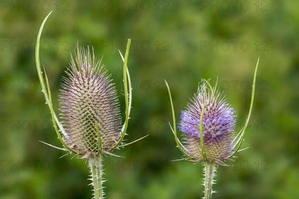 Wild teasel