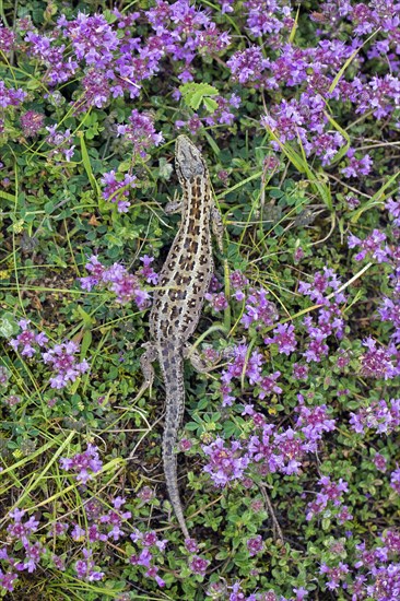 Sand lizard