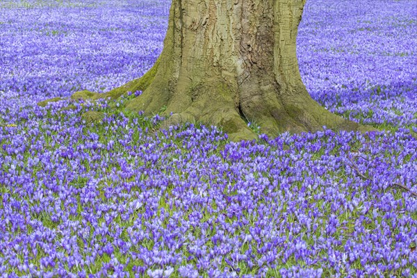 Purple carpet of blooming crocuses