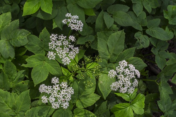 Ground elder