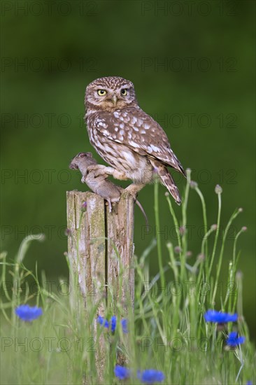 Ringed little owl