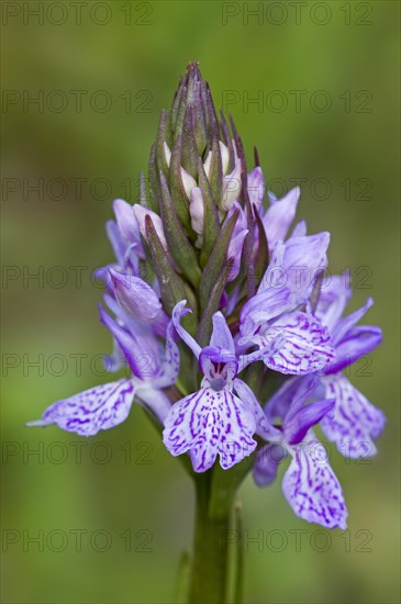 Heath spotted-orchid