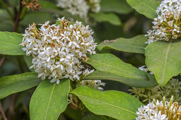 African wintersweet