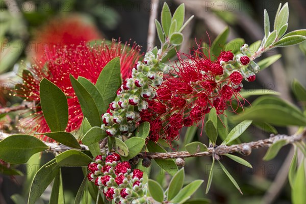 Bottlebrush