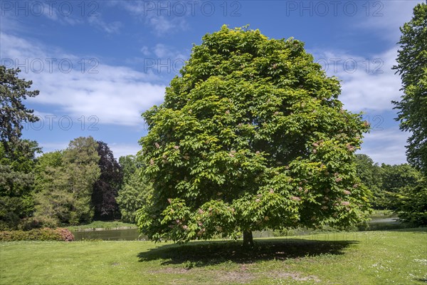 Red horse-chestnut