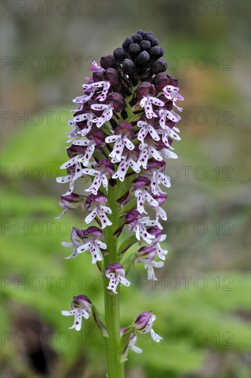 Burnt orchid in flower