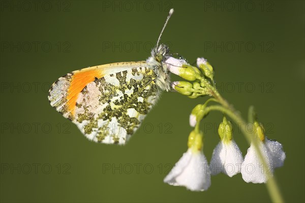 Orange tip