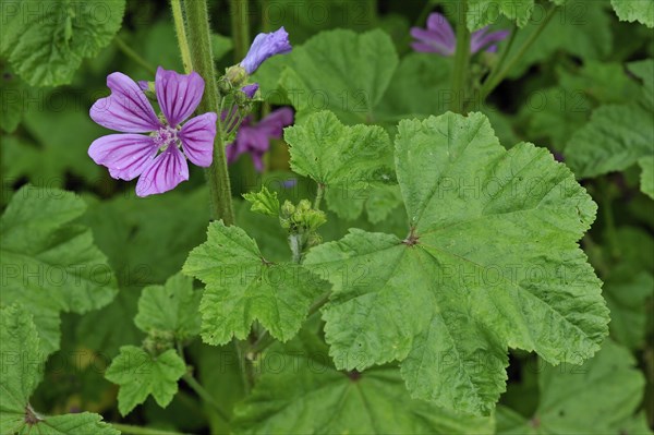 Common mallow