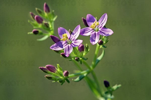 Centaury species