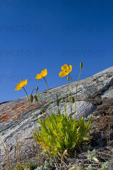 Arctic poppy