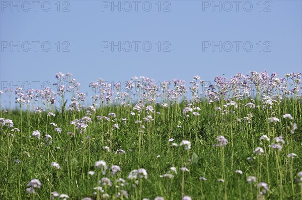 Cuckoo flower