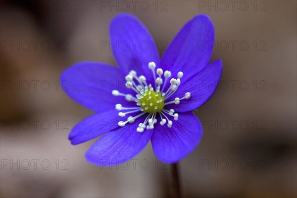 Common hepatica