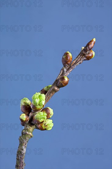 Flowering stage of wild cherry