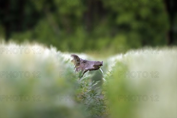 Solitary wild boar