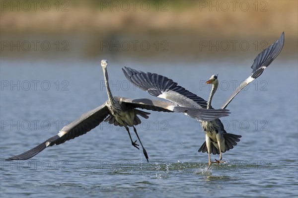 Two grey herons