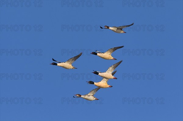 Goosander