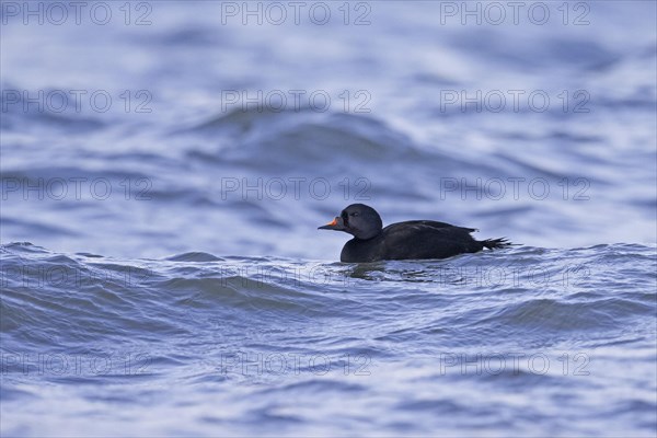 Common scoter