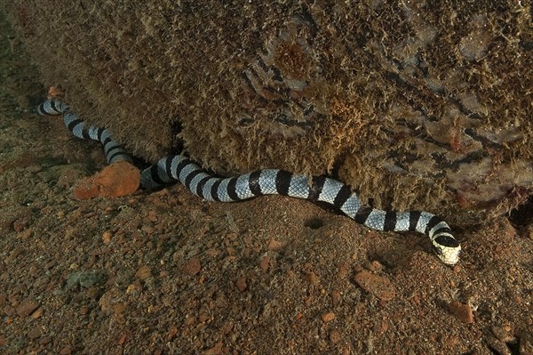 Venomous water snake colubrine sea krait