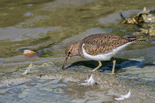 Common sandpiper