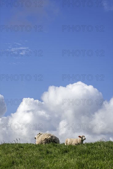 Texel sheep