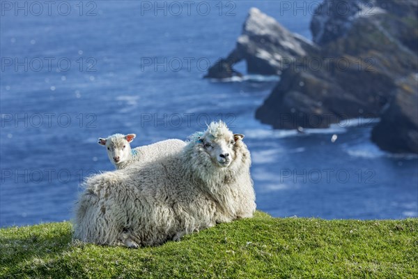 White sheep ewe and lamb resting on sea clifftop at Hermaness National Nature Reserve