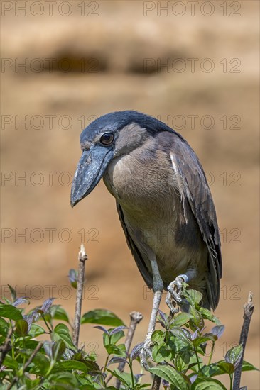 Boat-billed heron