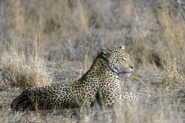 African leopard