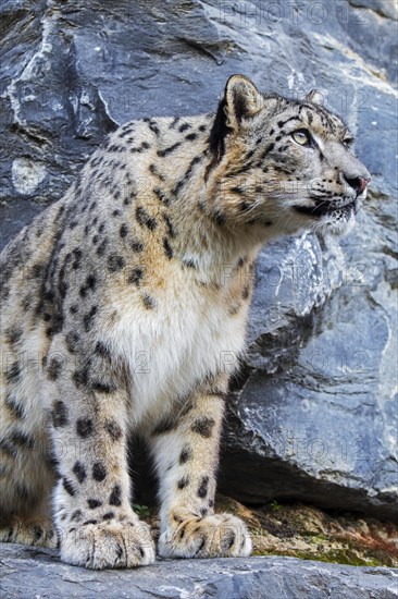 Snow leopard