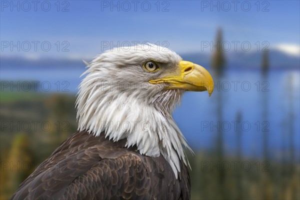 Bald eagle