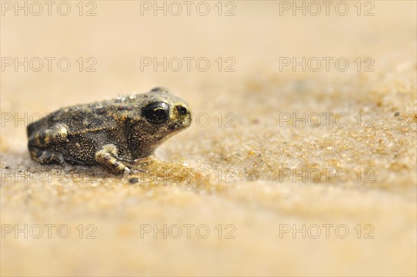 9 week old Common Frog