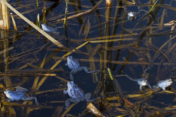 Moor Frogs