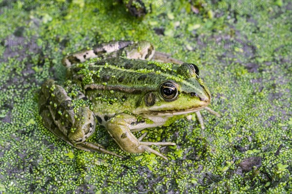 Edible frog