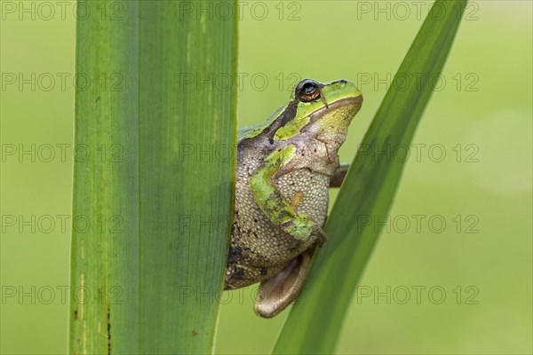 European tree frog