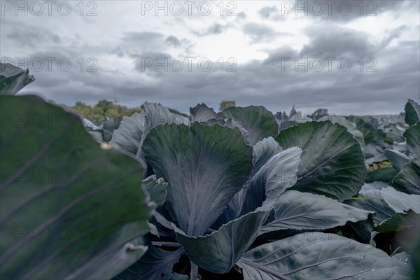 Filder-Rotkohl. Red Cabbage on the field in a suburbian of Stuttgart Baden-Wuerttemberg