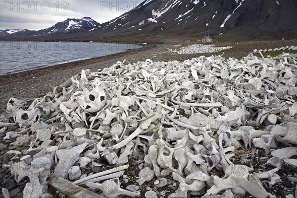 Old bleached whale bones in the Hornsund