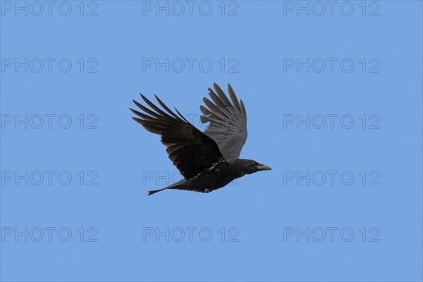 Carrion crow