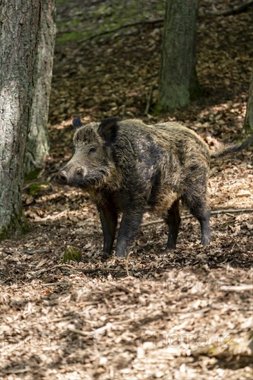 Wild boar