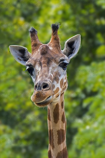 Close-up of male northern giraffe