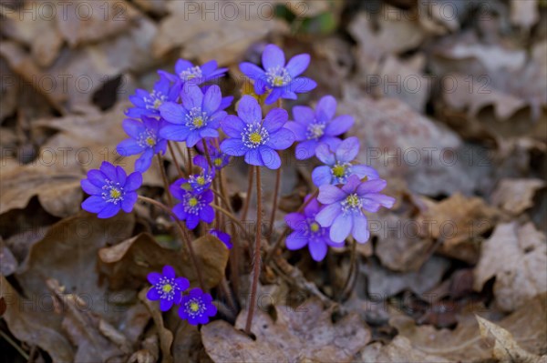 Common Hepatica